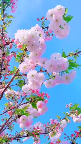 #scenery #naturLove #relexiones #foryoupage #fyp #beautifulview #nature ##Flowers #birds #videobackground #livewallpaper #longervideo 
