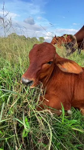 #conbo #cow #conech #đichanbocamcairoithatto😆 #anhbopbo #conech🐸cutiqo 