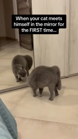 Volume up for these cat noises 🤣🔊 #Pubity  (Amura Pasquale via @ViralHog)