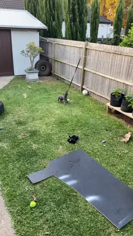I know im stronger 💪🏻 i can do this  😅  #littlepuppy #staffysoftiktok #bluestaffy #viral #explorepage #viralvideo #viraltiktokr #blueeyedstaffy #staffordshirebullterrier #cutepuppy #puppiesoftiktok #puppylifestyle #puppylove #puppiesofinstagram #staffylove #staffypuppy #adventuresofbobby #viralvideotiktok 