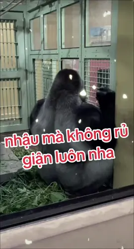 nhậu mà không rủ, giận #vuive #xuhuong #longtienghaihuoc #khỉ #haihuoc #nhau 
