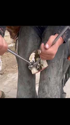 Worst Case We Have Trimmed (Ep1) #satisfying  #fyp  #cow  #cows #natethehoofguy  #hoofcare  #oddlysatisfying  #hooftok  #hoofpicking  #hoofgp  #hoofcleaning