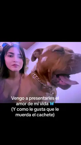 Biggy 👑 #parati #foryourpage #fypシ゚viral #pitbull #pitbullsoftiktok #amordemivida #mibebe #fypシ゚viral #fyppppppppppppppppppppppp #paratiiiiiiiiiiiiiiiiiiiiiiiiiiiiiiiiii🦋 #pitbulllove 
