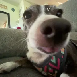 My old baby 🦭>_< ♡#CapCut 