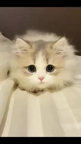 Don’t walk to my phone😺😺 😂 😂 lol #fyp #catsoftiktok #catsvideo #cute #funny #cutecat #softvideo #funnyvideos 