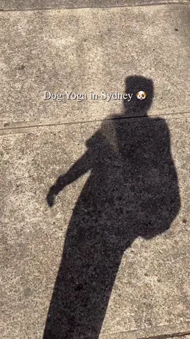 Puppy yoga in Sydney l vlog  #dog #dogyoga #puppy #puppyyoga #puppyyogasydney #sydney #yoga #fyp #Vlog #doglover 