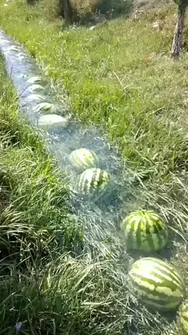 #watermelon #river #melon #foryourpage #fyp 