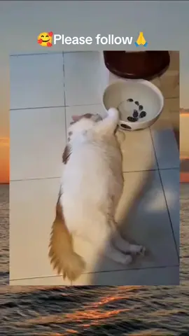 #cat #cute #catvideo #cutcat #funny #pet #funnyvideo #kitty #keşfet #keşfetbeniöneçıkar #keşfetteyizzz 