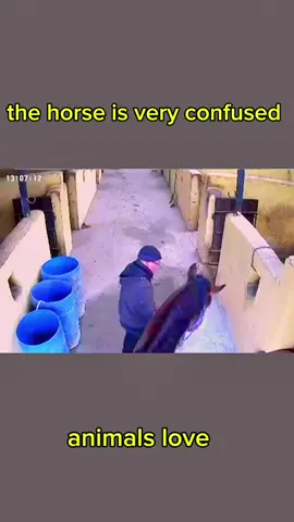 the horse panicked attack the owner #horse #animals #foryou 