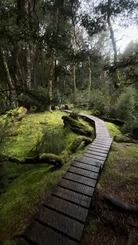 Walks in Tasmania 🌿  #fy #foryou #fypシ #travel #australia #tasmania #cradlemountain #forrest #traveltiktok #fyp @Discover Tasmania 