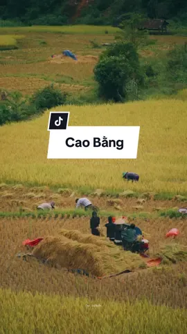 Âm thanh của mùa hè, của đồng quê 🌾 #quehuong #duchieumedia #xuhuong #Summer #muahe #binhyen 