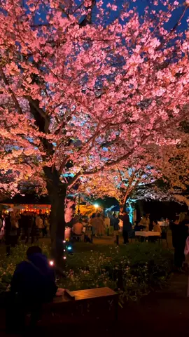 Chidorigafuchi (Tokyo) / 千鳥ヶ淵 Beautiful illumination of cherry blossoms at Chidorigafuchi and Yasukuni Shrine🥰🌸⛩️🌃 #千鳥ヶ淵 #tokyo #tokyotravel #tokyotrip #sakura #cherryblossom #靖国通り #japan #japantravel #japantrip #桜 #さくら #東京 