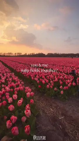 You&me, tulip fields of Holland, together? 🌷♥️ #fyp #foryourpage #explore #tulips #spring #holland #netherlands #tiktoktravel #netherlandstiktok #netherlandstravel #travelling #thenetherlands #beautifuldestinations 