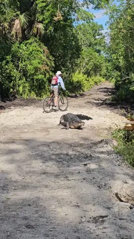 Just when she got comfortable...👀🚴‍♀️🙄😂 At least he said sorry. 🙌 When was the last time you apologized to an alligator?? 🤔😂 #floridathings #swamplife  #naples #florida #swamp #gulfcoast #Outdoors #nature #wildlife #floridaexplored #Hiking #roamflorida #Fitness #getoutside #lovefl #pureflorida #visitflorida #gator #keepfloridawild  #travel #explore #adventure #floridalife #swfl #alligator #girlswhohike #picnic #reptile #jurassic 