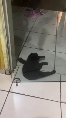 Meus companheiros de serviço. A tatica do gato pra invadir a sala  #pet  #gatos #foryou 