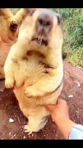 Don't touch my fat! are those 3 marmots started touching Ai marmot's nose or belly and what the hell is he doing!? You have shown such reactions It's just a video of me touching a marmot!! #marmo #animal #animallovers 