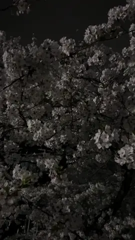 sakura blooms at night #view #beauty #scenery #sakura #tokyo #japan #cherryblossom 