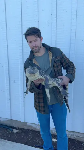 Thanks @info  Saving Wildlife International. Ehat other Animals do you all want to see me with.  Write them in the comments. #alligator 