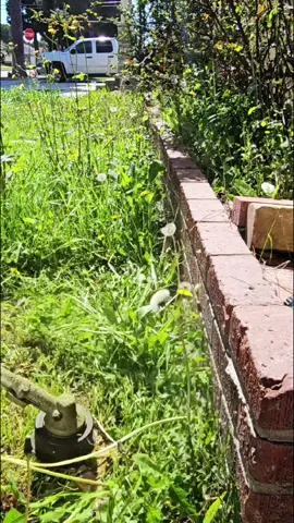 String Trimming 🌱 #lawncare #satisfying #fyp 