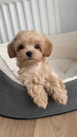 When you are just so cute 🥲 #cute #maltipoo #tiktokdog #cutedog #cutepuppy #maltipoopuppy #fluffydog #whatareyoudoing 