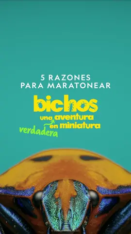 Razón N6: Verás el mundo en miniatura 🐜 #bichosunaaventuraenminiatura #disneyplus #disney #razones #insectos #hormigas #mantis #araña #escarabajo #naturaleza #tierra #mariposas #abejas