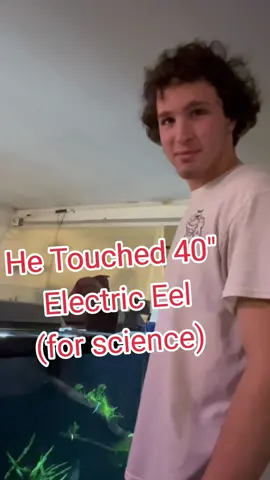 Are electric eels hyped up too much?#electriceel #fish #aquarium #fishing #viral #fyp #foryou 