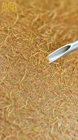 kiwi #asmr #asmrsounds #macro #macrovideo #dlaciebie #dlacb #dc #foryou 