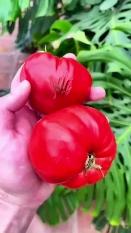 Never Eat This Tomato! 😨 #fyp #fypシ #foryou #fypシ゚viral #fypage #fypp #fypシfypage #foryoupage #fypyoupage 