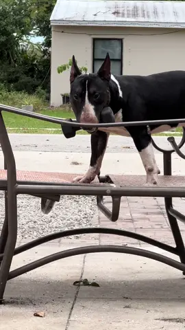 Bullterrier #bullterrier #dog #tokyo #tokyodriftchallenge #dogsoftiktok 