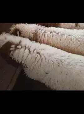 حب#سوريا🇸🇾 #لبنان🇱🇧 #العراق🇮🇶 #السعودية🇸🇦 #الامارات🇦🇪 #سكينة #حياة #قطر🇶🇦 