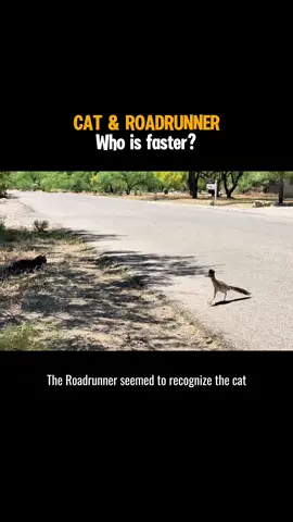 The Cat and the Roadrunner 👀 #roadrunner #beepbeep #birds #birdlife #birdsoftiktok #cat 