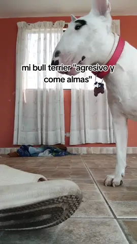 los vídeos del principio fueron los primeros que me salieron al buscar el tema. Aquí no juzgamos razas así que shh // #dogs #dogsoftiktok #viral #parati #foryou #foryoupage #fyp #fypシ 