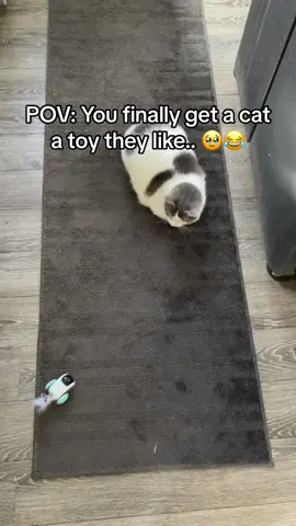 I promise she likes it… #cat #cats #cutecat #cattoy #fyp #TikTokShop #viral #tiktokshopblackfriday #tiktokmademebuyit #tiktokshopfinds 