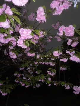 Listen to the rain, see the flowers and think of you.#fyp 