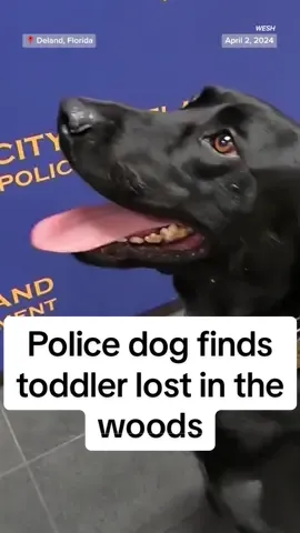 A #Florida police #dog found a missing 3-year-old boy in the woods and returned the toddler to his family safe and unharmed.
