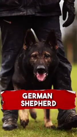 German Shepherd 😱 🐕 #germanshepherd #fyp #animals #dog #dogsoftiktok #fyp #richyvidz 