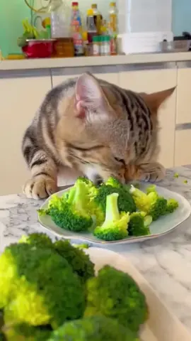 Kucing Makan Sayur-Sayuran 🐱🥬 #cute #cat #kitty #catsoftiktok #eating #fyp #foryou #shorts