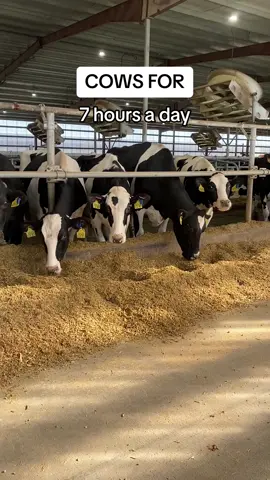 Do our cows get breaks? Yes! Being milked actually only takes up a small part of their day 🥛 🐄  #hozier #cow #fypシ #kansas #farmtok #dairy 