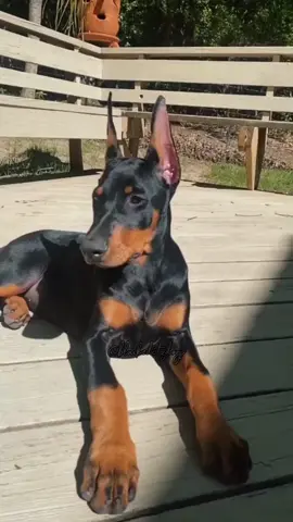 Quando o grave bate forte a gata quer jogar🔥 // cr:me!!! \\ #dog #fyp #foryou #dobie #edit #xyzbca #doberman #trend #popular #crme #blackeditzdogs @|~𝖇𝖑𝖚𝖊𝖉𝖔𝖌𝖘𝖊𝖉𝖎𝖙𝖟|~ @꧁_🇵🇹𝕶𝖆𝖓𝖌𝖆𝖑🇵🇹_꧂ @꧁𝓮𝓭𝓲𝓽𝓼꧂ @samuka💥 