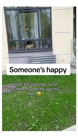 The face 🥹 #animalsoftiktok #wholesomemoments #cuteanimals 