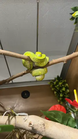 Little Grinch  I have exclusive content. Subscribe on instagram, Patreon or Facebook.  #gtp #aru #biak #greentreepython #python #pythons #snake #snakes #snek #reptile #reptiles #reptilesofinstagram #reptilelover #reptilekeeper #pet #pets #daily #instagram #tiktok #reels #cute #fun #happy #ballpythonsoftiktok #boise #idaho #funny 