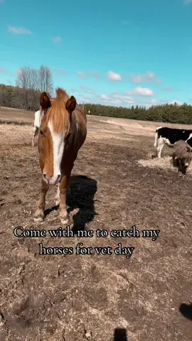 Its super muddy , windy and still too cold for baths ! BUT this weekend we will finally reach the 60s and then a good bath is in order . 🛁🫧🐴  #dirty #vetday #mustang #horsetok 