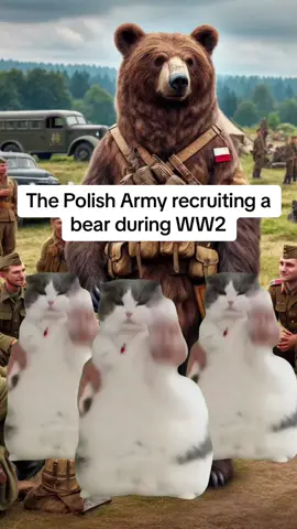 Weird and Crazy Facts About WW2: Simplified in Cat Terms. Part 5! #theyesterdaysaga #History #historymeme #catmeme #cat #ww2 #wwii 