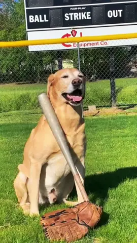 Can the Brewski Bombers win it all?!? #youth #youthbaseball #travelball #cityleaguechamps #bomber #dingers #MLB #homerunderby #homeruns #whowantsome @MLB @MLB The Show @MLBonFOX @Birdie Retriever @FallonTonight @Shop BARK @Hoest @weratedogs 