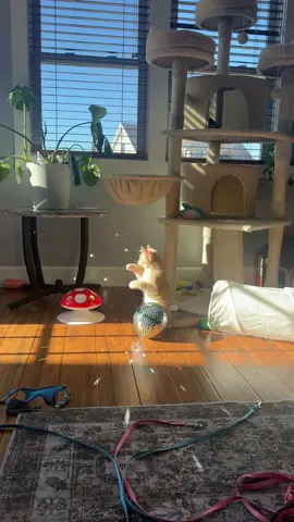 Hank has disco fever 😹🪩  #cutecat #kitty #catsoftiktok #kittensoftiktok #funnycat #fyp #disco #kittycat #silly