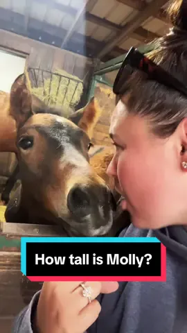 How tall is Molly?🐴 #foalsoftiktok #foalsof2024 #babyhorse #aqhafoal #bayfilly 