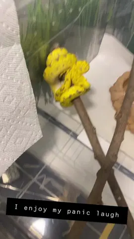 I’ll never let my panic laugh die. Old video.  I have exclusive content. Subscribe on instagram, Patreon or Facebook.  #gtp #aru #biak #greentreepython #python #pythons #snake #snakes #snek #reptile #reptiles #reptilesofinstagram #reptilelover #reptilekeeper #pet #pets #daily #instagram #tiktok #reels #cute #fun #happy #ballpythonsoftiktok #boise #idaho #funny 
