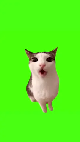 Gato mastigando #meme #cat #greenscreen #greenscreenvideo 