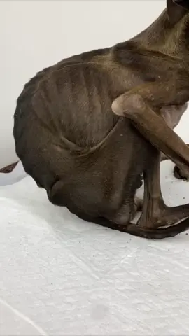 Você pode ajudar a Rafael? Ela é uma das mais debilitadas, está muito magra, todos os seus ossos estão muito evidentes, os dos pés e da cauda chegam a fazer lesões na pele, ela também estava com secreção ocular, seguimos aguardando o resultado dos exames de doenças infecto. Ajude a Rafaela! #animais #amoanimais #doglovers #sos4patascampolargo #sos4patasparana #sos4patas #sos4patascampolargo #patas #adote #pets #causaanimal #dogs #cachorro #Brasil #galgos 