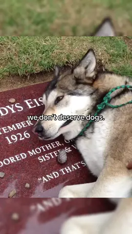 we don’t deserve dogs. #hopecore #wholesome #dogs #animals 